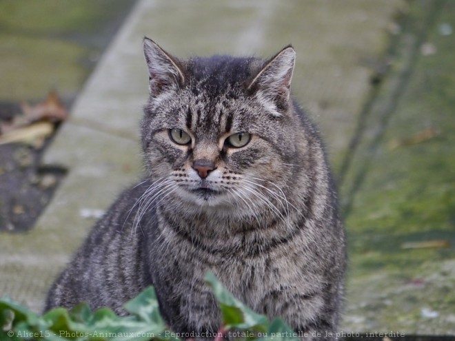 Photo de Chat domestique