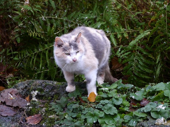 Photo de Chat domestique