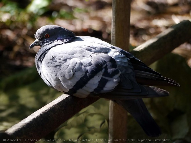 Photo de Pigeon