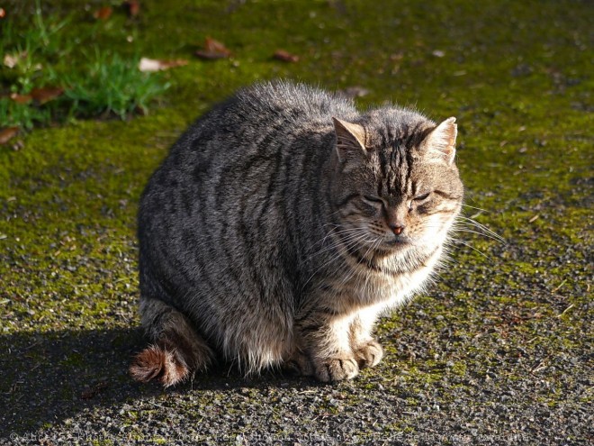 Photo de Chat domestique