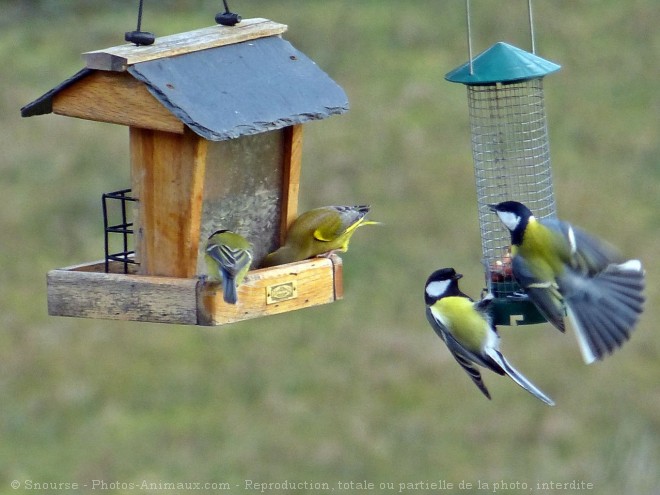 Photo de Races diffrentes