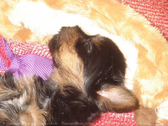 Photo de Yorkshire terrier