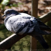 Photo de Pigeon