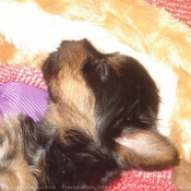 Photo de Yorkshire terrier