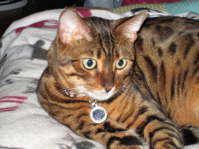 Photo de Bengal