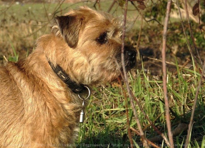 Photo de Border terrier