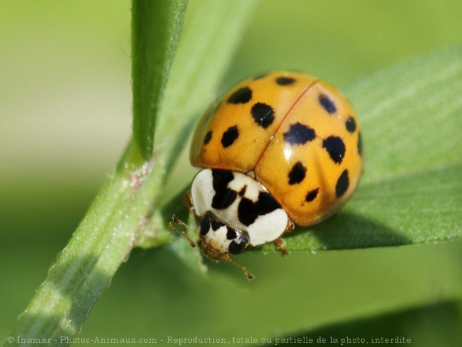 Photo de Coccinelle