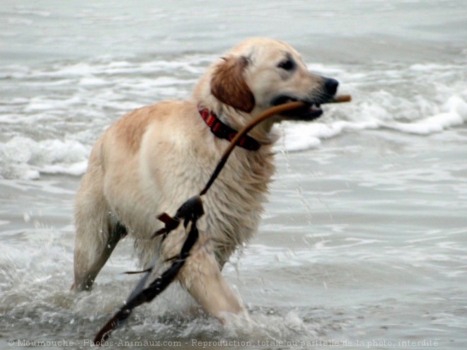 Photo de Golden retriever