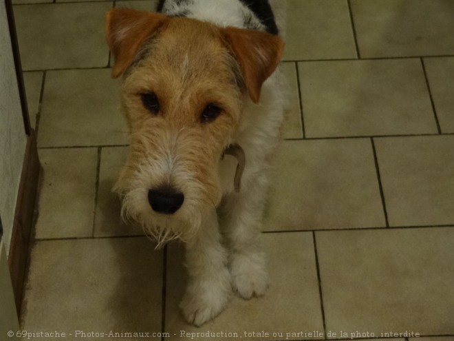 Photo de Fox terrier  poil dur