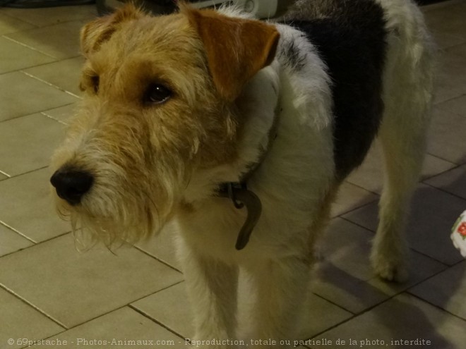 Photo de Fox terrier  poil dur