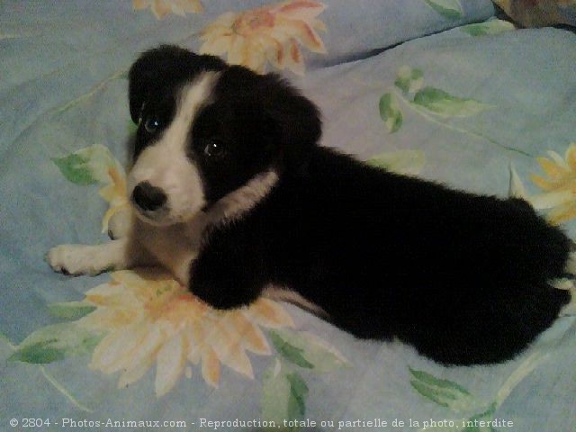 Photo de Border collie