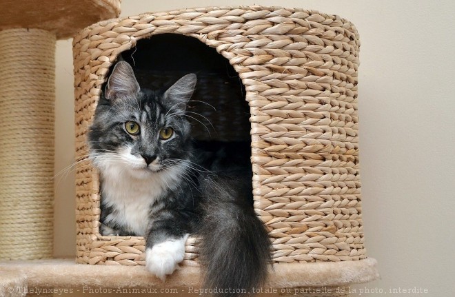 Photo de Maine coon