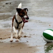 Photo de Fox terrier  poil lisse