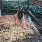 Photo de Berger belge malinois