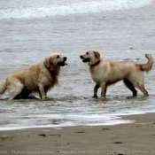 Photo de Golden retriever