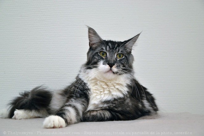 Photo de Maine coon