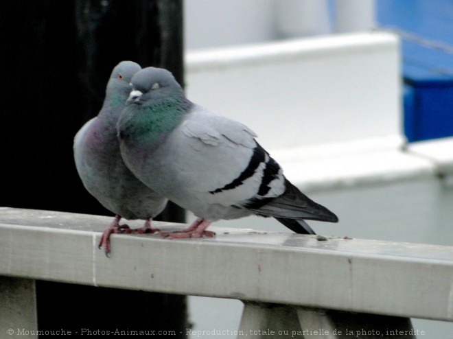 Photo de Pigeon