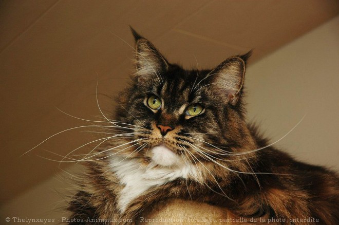 Photo de Maine coon