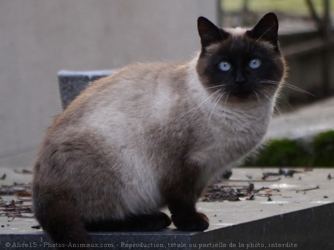 Photo de Chat domestique