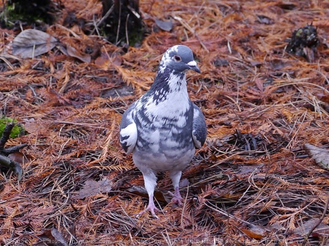 Photo de Pigeon