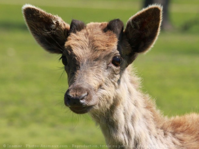 Photo de Cerf