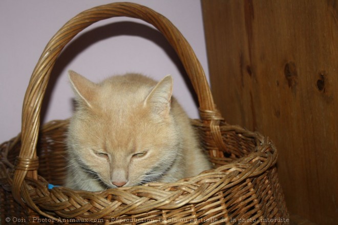 Photo de Chat domestique