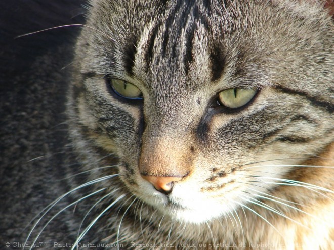 Photo de Chat domestique