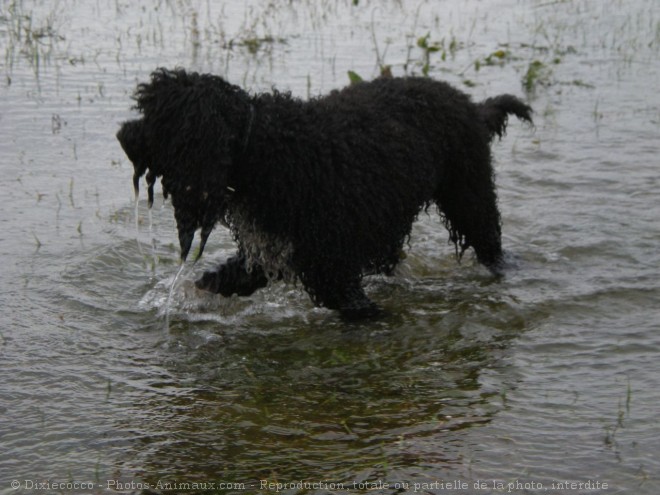 Photo de Barbet