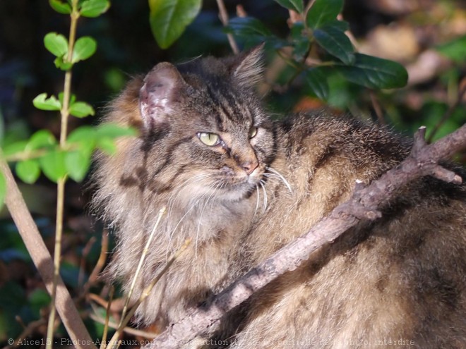 Photo de Chat domestique