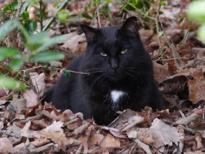 Photo de Chat domestique