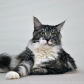 Photo de Maine coon