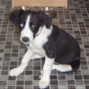 Photo de Border collie