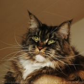 Photo de Maine coon