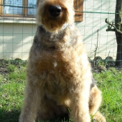 Photo d'Airedale terrier