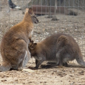 Photo de Wallaby