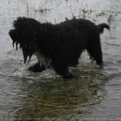 Photo de Barbet