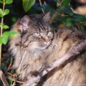 Photo de Chat domestique