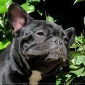 Photo de Bouledogue franais