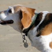 Photo de Beagle