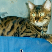 Photo de Bengal