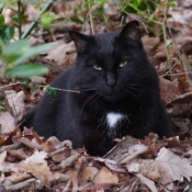 Photo de Chat domestique