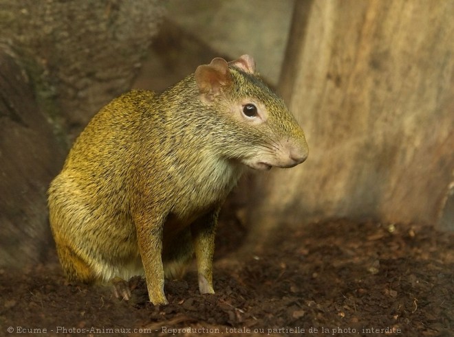 Photo d'Agouti