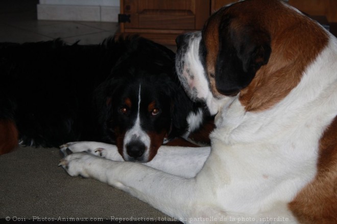 Photo de Saint-bernard poil long