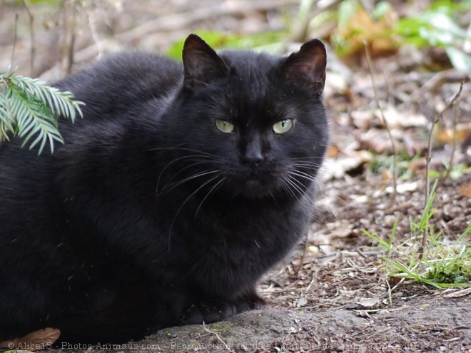 Photo de Chat domestique