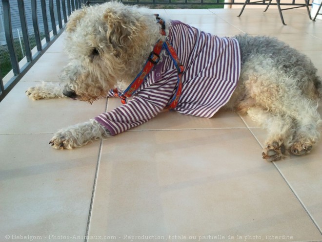 Photo de Fox terrier  poil dur