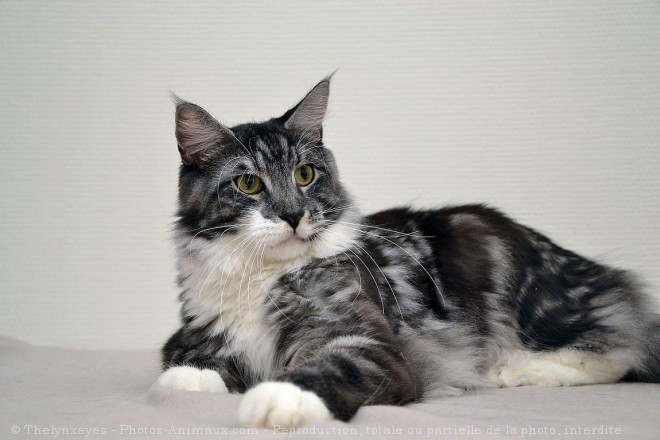 Photo de Maine coon