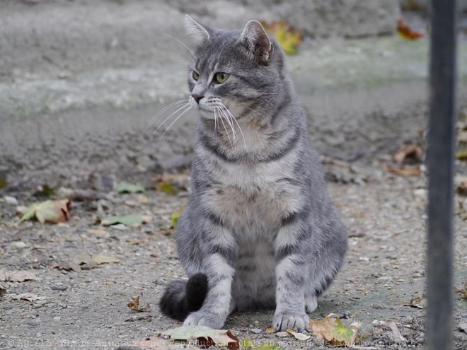 Photo de Chat domestique