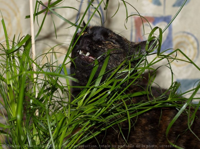 Photo de Chat domestique