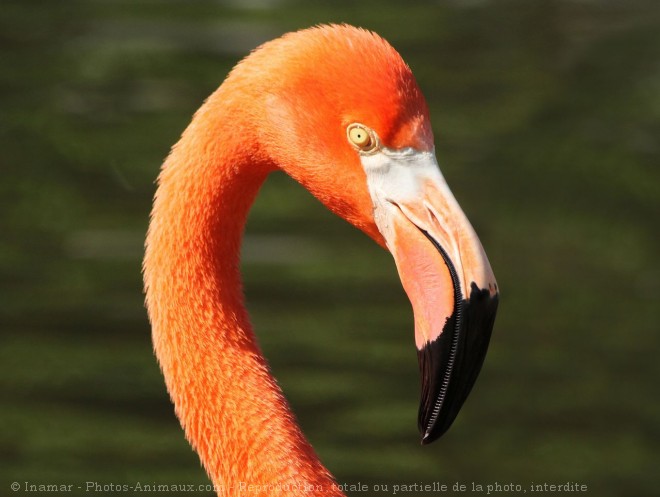 Photo de Flamand rose