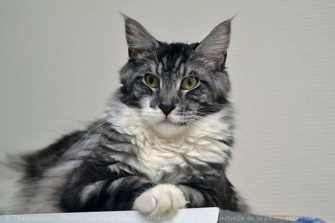 Photo de Maine coon